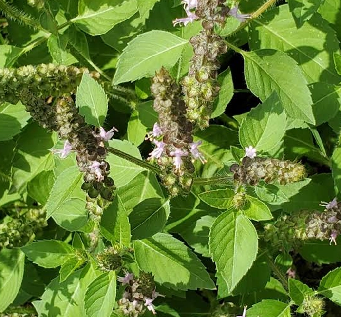 Tulsi (Holy Basil) in Flash Burn
